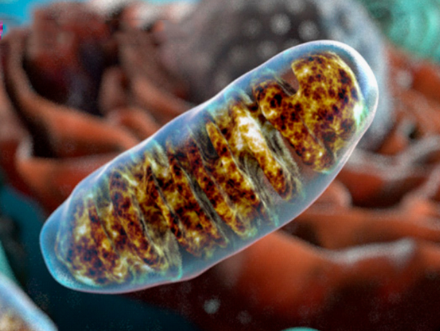 mitocondrioa